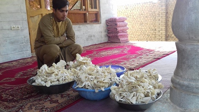 You are currently viewing Report of the Mushroom cultivation project for immigrant and poor women in Balkh province 01-Sep-2018,30-Dec-2018