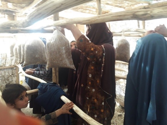You are currently viewing Report of the Mushroom cultivation project for immigrant and poor women in Bamyan province  2019-June-01 Up to 2019-Sep-30