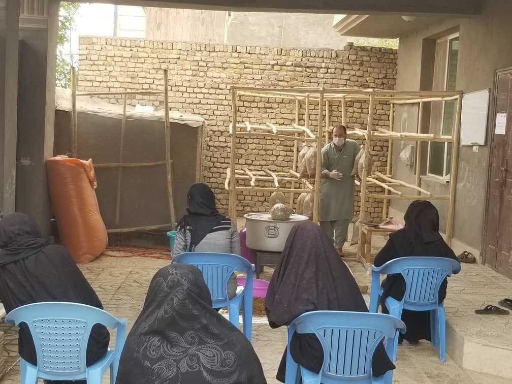 You are currently viewing Report of the Mushroom cultivation project for immigrant and poor women in Balkh province 15 May up to 30 Sep 2020