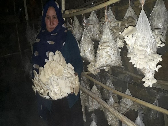Report of the Mushroom cultivation project for immigrant and poor womenin Baghlan province 2018