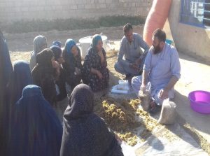 Report of the Mushroom cultivation project for immigrant and poor women(Returnees) in Baghlan province